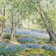 Bluebell Glade (Woods)